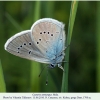 cyaniris semiargus male2